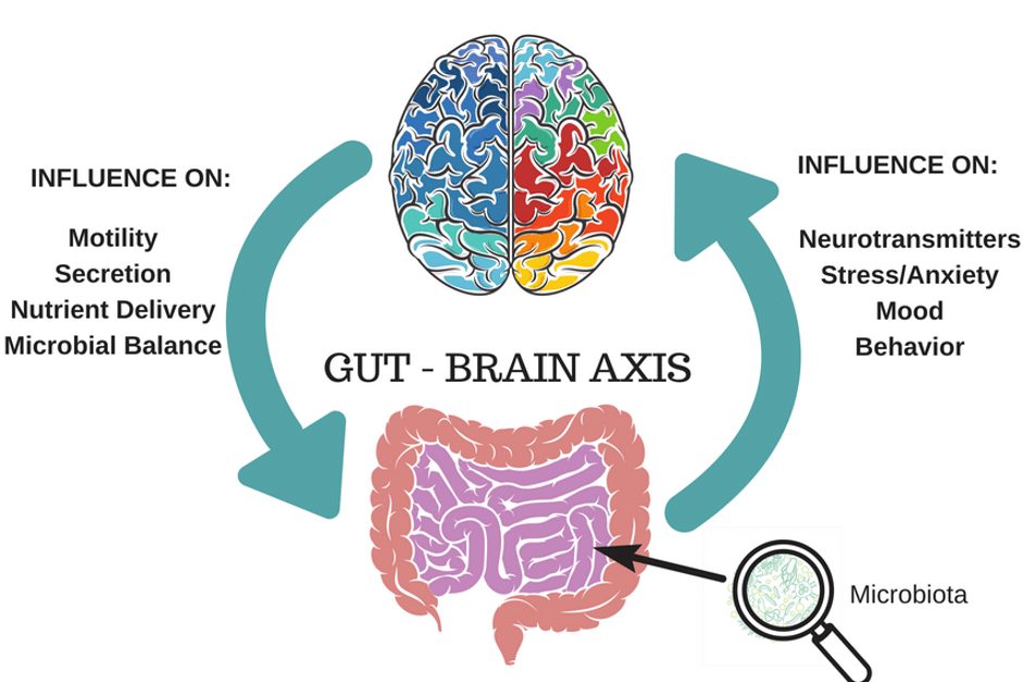 The gut–brain axis mediates sugar preference | Nature