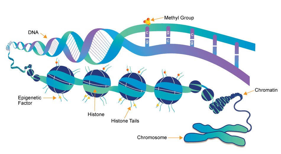 Health, aging and epigenetic