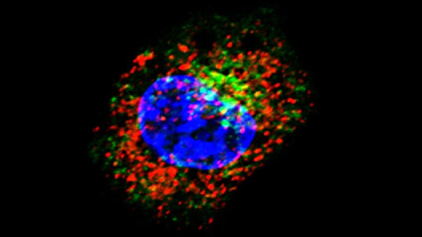 Antibodies, T-cells, cross-reactivity: The big Corona-immunity-puzzles – JUSTBALANCINGHEALTH